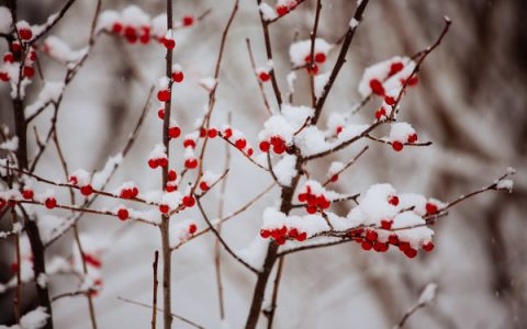 孟浩然雪里寻梅记