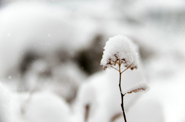 雪